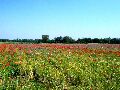Preview papaveri_fiordalisi_e_varie_018